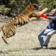 Tiger Attack: Random Tiger Attacks Caught on Camera That Will Make You Panic