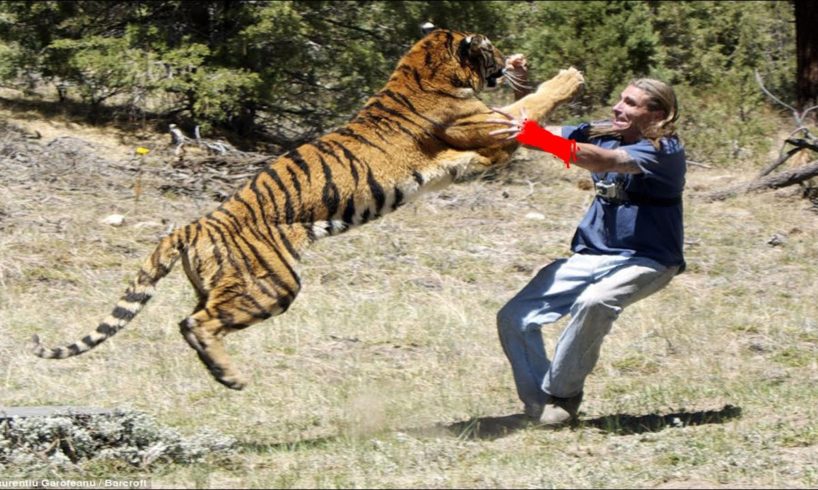 Tiger Attack: Random Tiger Attacks Caught on Camera That Will Make You Panic