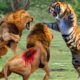 Tiger vs Lion...Tiger Fights And Kills 2 Lions To Prove Who Is The King...Latest Lion Vs Tiger