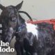 Tiny Rescue Pony Is Proof Miracles Exist | The Dodo Faith=Restored