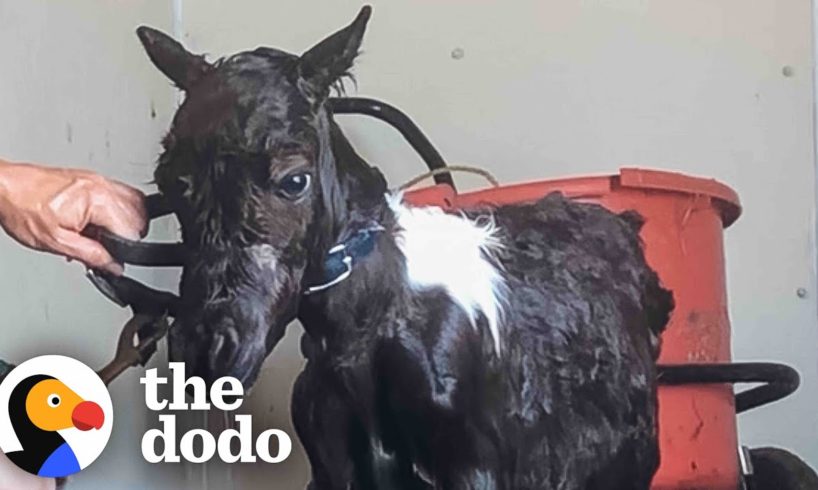 Tiny Rescue Pony Is Proof Miracles Exist | The Dodo Faith=Restored