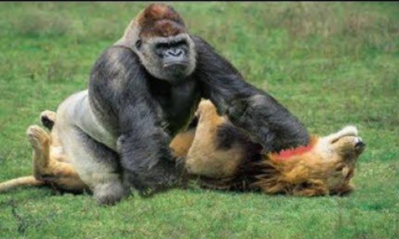 Top 10 CRAZIEST Animal Fights Caught On Camera / The most amazing animal battles. part.1