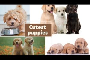 Top 10 Cutest Puppies in the World