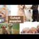 Top 10 Cutest Puppies in the World