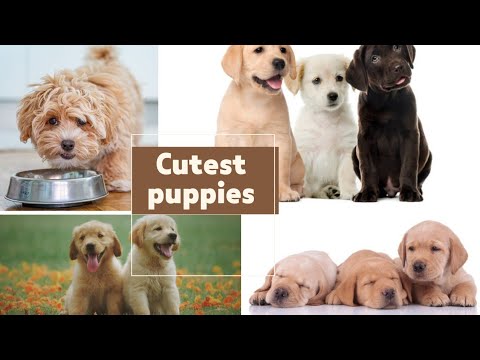 Top 10 Cutest Puppies in the World