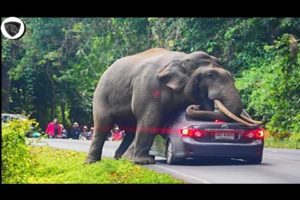 Top 10 Elephant Encounters That Will Give You Anxiety😲😲#attack #animals #elephant #caughtoncamera