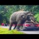 Top 10 Elephant Encounters That Will Give You Anxiety😲😲#attack #animals #elephant #caughtoncamera