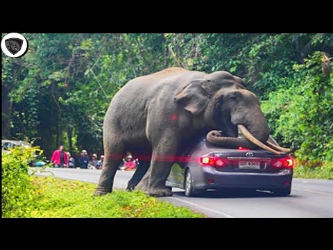 Top 10 Elephant Encounters That Will Give You Anxiety😲😲#attack #animals #elephant #caughtoncamera