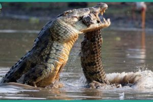 Top 15 Incredible Fights Between Crocodiles And Land Animals