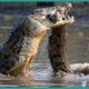 Top 15 Incredible Fights Between Crocodiles And Land Animals
