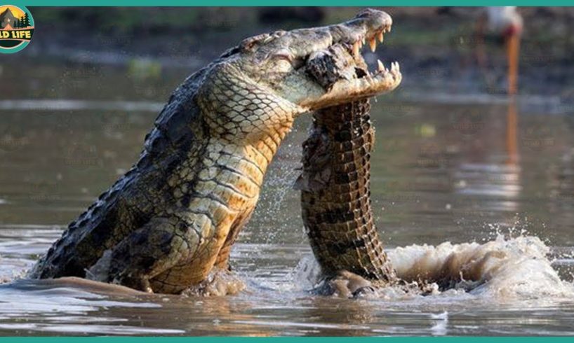 Top 15 Incredible Fights Between Crocodiles And Land Animals