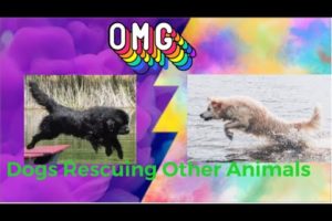 Top 5 Dog Rescuing other animals from drowning