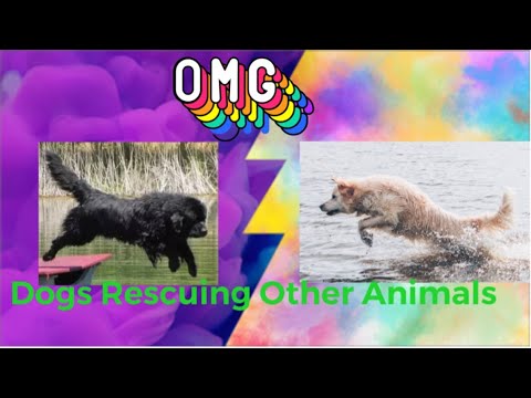Top 5 Dog Rescuing other animals from drowning