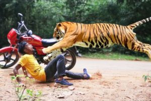 Top 5 tiger encounter in the wild | tiger encounter India