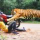 Top 5 tiger encounter in the wild | tiger encounter India