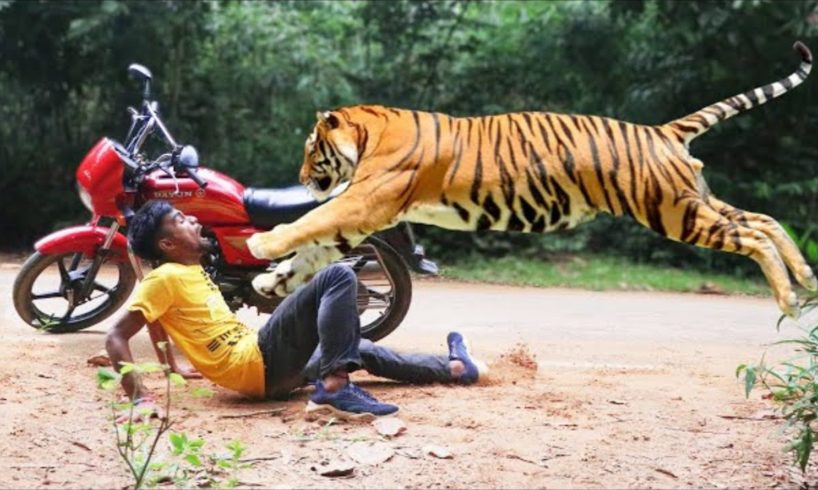 Top 5 tiger encounter in the wild | tiger encounter India