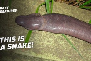 Top 8 Animals That Look Like Private Parts