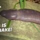 Top 8 Animals That Look Like Private Parts