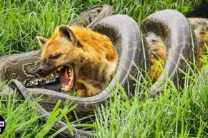 Tragedy! Injured Hyena Was Swallowed By Python Because It Was Fighting For Its Prey | Wild Animals