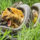 Tragedy! Injured Hyena Was Swallowed By Python Because It Was Fighting For Its Prey | Wild Animals