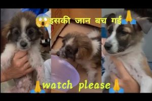 Try To Rescue The Poor 1 month old abandoned puppy Now she Happy | Animal rescue | Dog Rescue videos