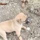 Two Cute Puppies on the River @mkochiguechannel9936 #puppies #river