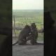Two Monkeys Playing/Animals Playing Video 2023