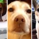 Ultimate Funny DOGS Compilation! 🤣 (Cutest PUPPIES on the internet) 🐕 #1