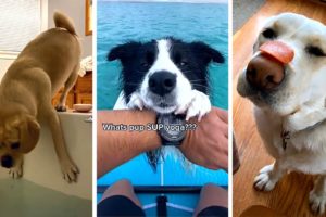 Ultimate Funny DOGS Compilation! 🤣 (Cutest PUPPIES on the internet) 🐕 #2
