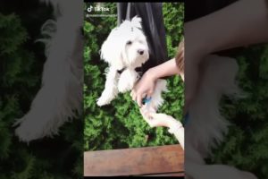 Ultimate Funny DOGS Compilation! 🤣 (Cutest PUPPIES on the internet) 🐕 #shorts #funny #cute #dogs