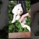 Ultimate Funny DOGS Compilation! 🤣 (Cutest PUPPIES on the internet) 🐕 #shorts #funny #cute #dogs