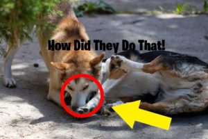 Unbelievable Strength From This Dog! |Animal Fighting Compilation