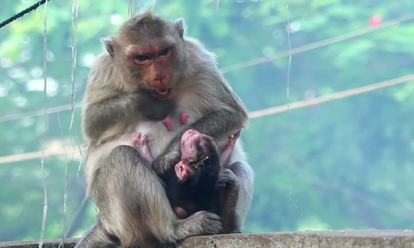 Unbelievable! This poor monkey mother rejected milk many times for newborn monkey