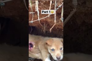 Unbelievable story of small puppy in cave #shorts