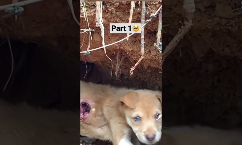 Unbelievable story of small puppy in cave #shorts
