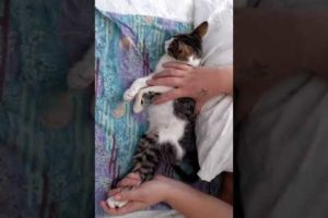 Update Paralyzed Kitten Bastet's Daily Exercise Routine
