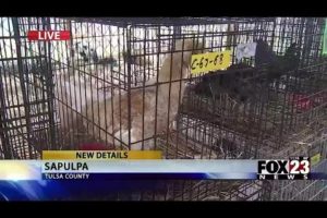 VIDEO: More than 100 animals rescued from animal abuse situation in Collinsville | FOX23 News Tulsa