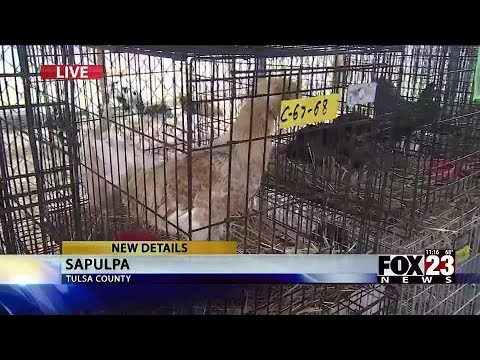 VIDEO: More than 100 animals rescued from animal abuse situation in Collinsville | FOX23 News Tulsa