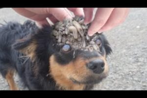 WHAT A PITY !! 80000+ MAGGOTS Cleaning From Blind Puppy! Mother Dog Is Watching With PаiոfuI Eyes!