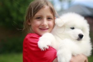 What 2 Months Old Samoyed Puppies Look Like. The Cutest Puppies in the World