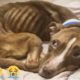 What Will You Do When You See This Skinny Dog| Rescue Dog Videos| Rescue Animals Official-ARO