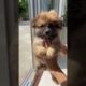 Who is the cutest #puppy ? #funny #love #video #shorts