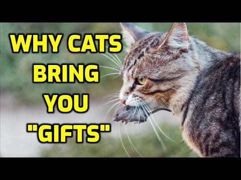 Why Do Cats Bring Home Dead Animals?