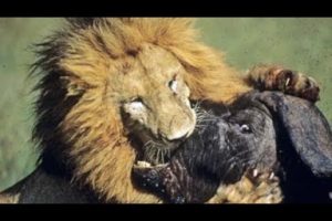 Wild Animal Attack 2022 - Most Amazing Moments Of Wild Animal Fight!