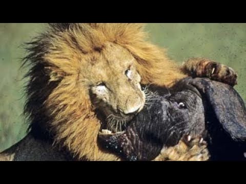 Wild Animal Attack 2022 - Most Amazing Moments Of Wild Animal Fight!