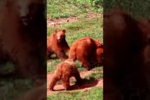 Wild Animal Bear Fight with each other in the Jungle#youtubeshort #shutterstock Channel
