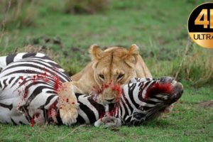 Wild Animals Fight elephant and alligator, tiger, hippo, buffalo,bear,Lion,dog, animal sounds,