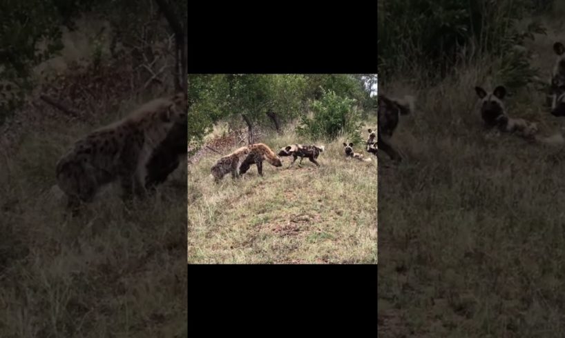 Wild Dogs Play Hyenas #shorts #wildlifeanimal