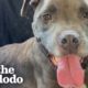 Woman Gives Abandoned Pittie Best Xmas Ever | The Dodo Pittie Nation