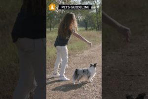 Woman Playing With Dog | Adult Woman Playing With Her Dog | Pets Guideline